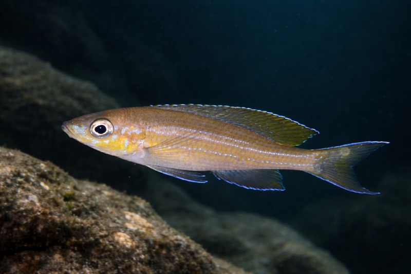 Paracyprichromis brieni 'Tembwe (Deux)'